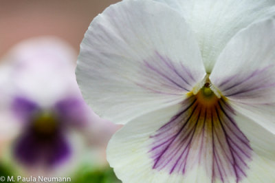 pansy