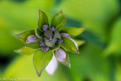 hosta