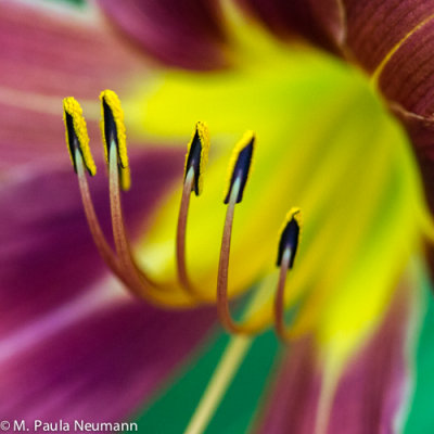 day lily