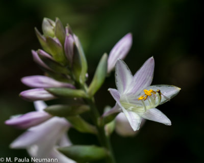 hosta