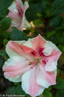 azalea