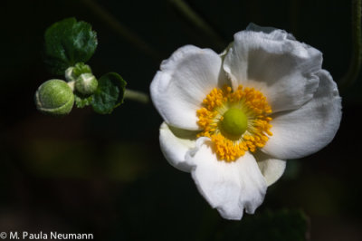 anenome