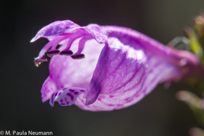 obedient plant