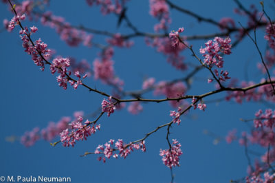 redbud