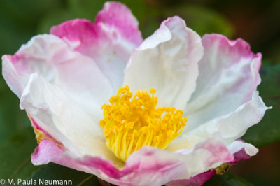 camellia