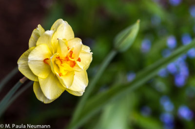 daffodil