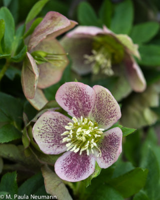 lenten rose