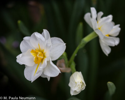 daffodil