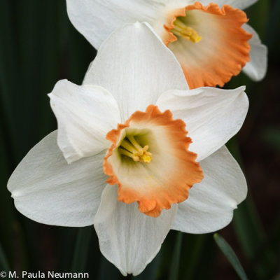 daffodil