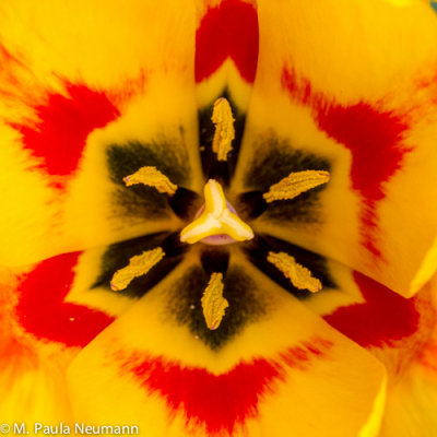 tulip