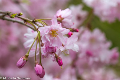 weeping cherry