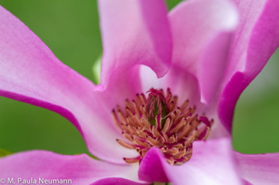 magnolia