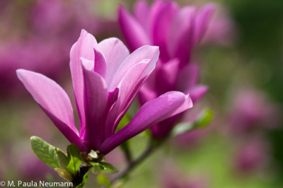 magnolia
