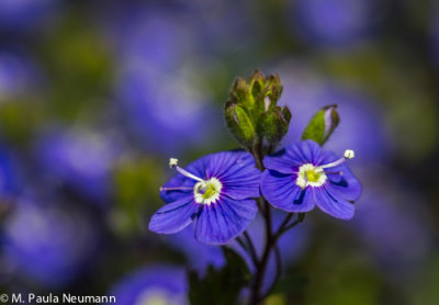 speedwell