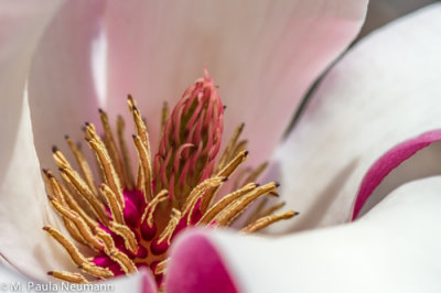 magnolia