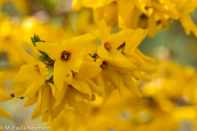 forsythia