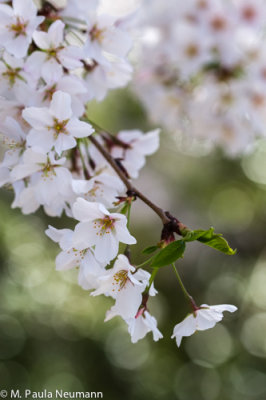 cherry blossoms