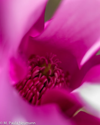 magnolia