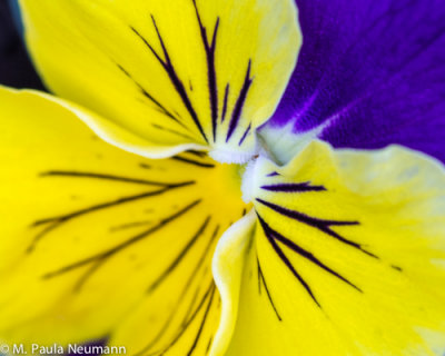 pansy