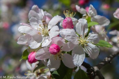 ? flowering crab apple blossoms