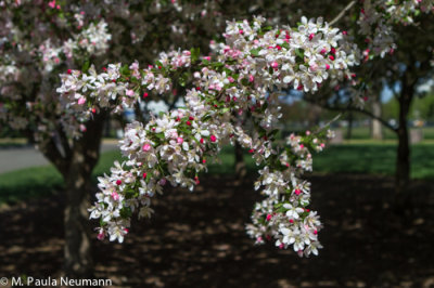 ?Flowering crab apple tree