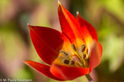 tulip