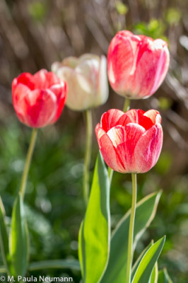 tulips