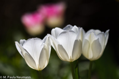 tulips