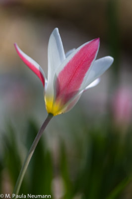 tulip