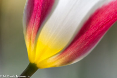 tulip