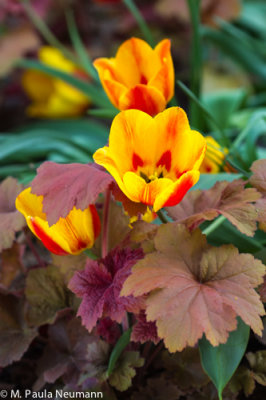 tulips