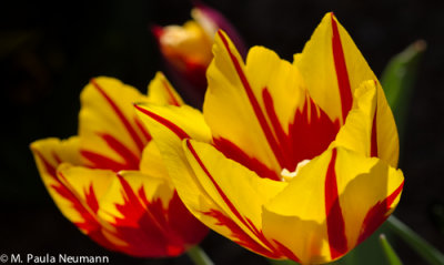 tulips