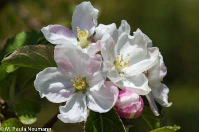 flowering crab apple