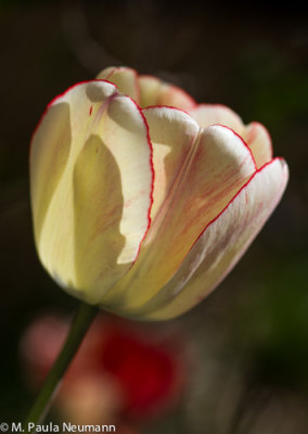 tulip