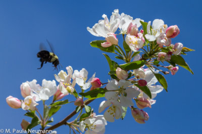 flowering crab apple and bee