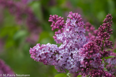 lilac