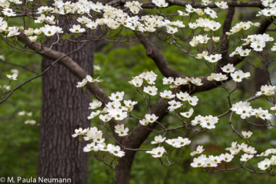 dogwood