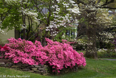 azaleas and dogwood
