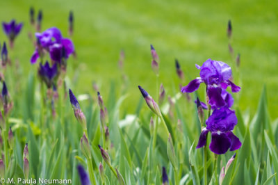 iris