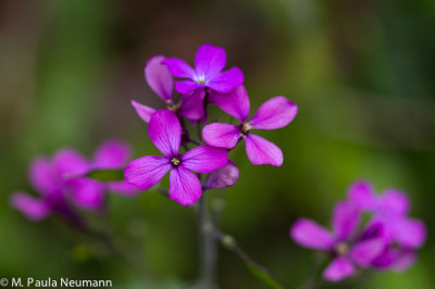 phlox