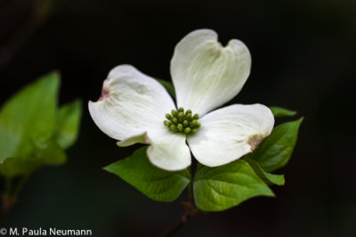 dogwood