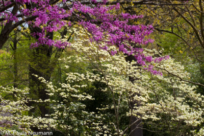 redbud and dogwood