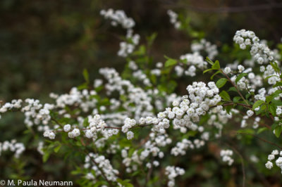 _MG_8446.jpg