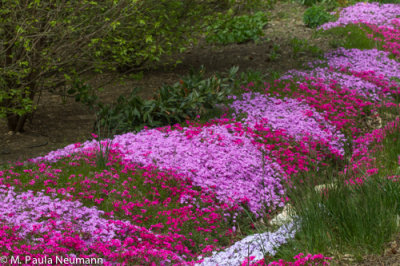 phlox