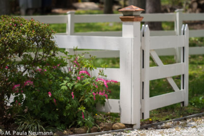 bleeding hearts and fence