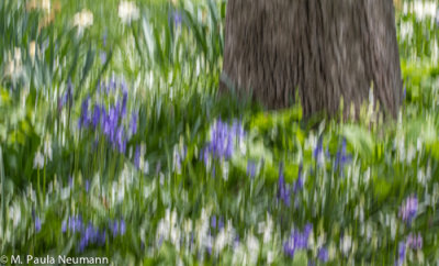 abstract of common bluebells