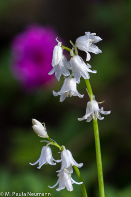 common bluebells, white variety