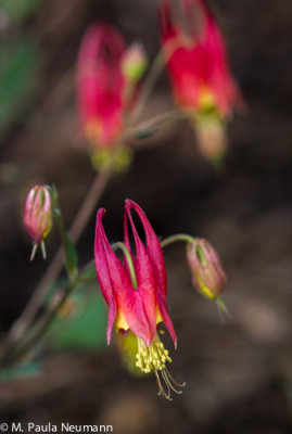 columbines