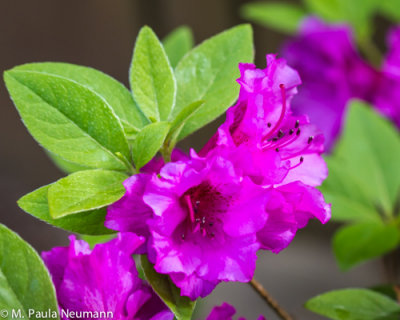 azaleas
