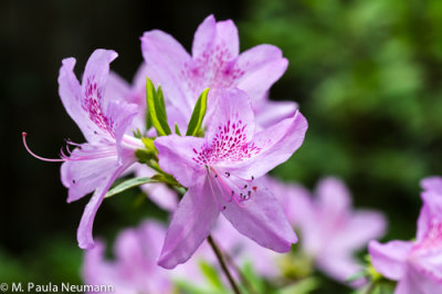 azaleas
